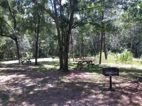 A park path through tall trees