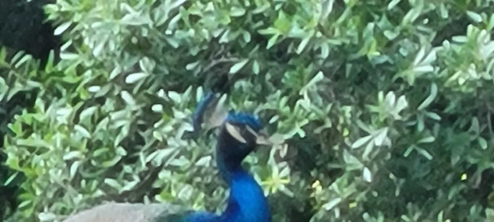 A peacock among green shrubs