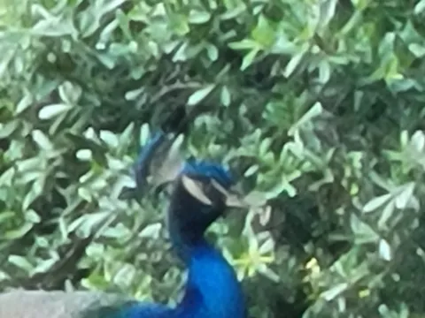 A peacock among green shrubs