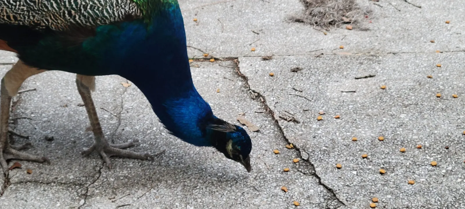 A peacock with a blue neck pecking at a concrete path
