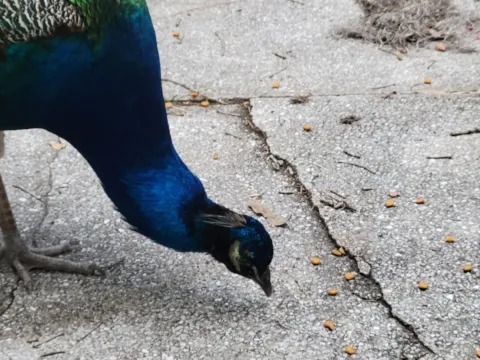 A peacock with a blue neck pecking at a concrete path