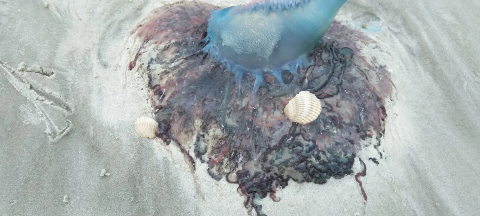 A Portuguese man o' war washed up on the sand