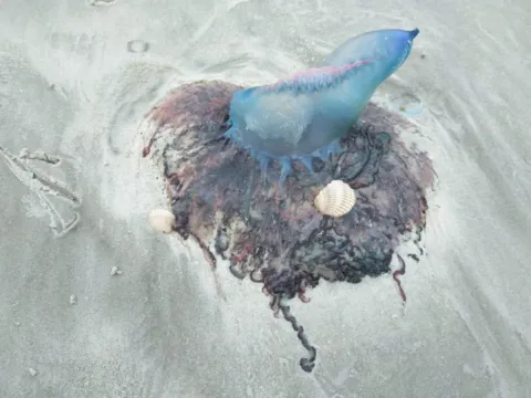 A Portuguese man o' war washed up on the sand
