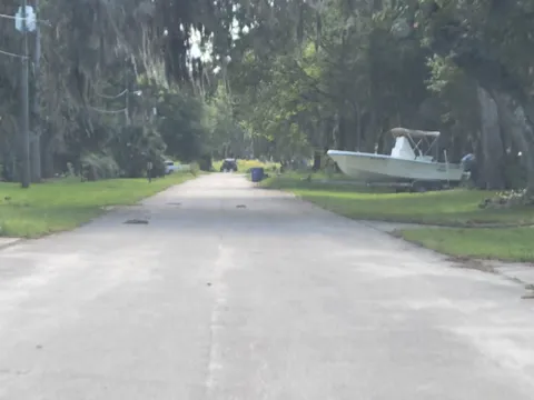 A quiet Florida road lined with oaks
