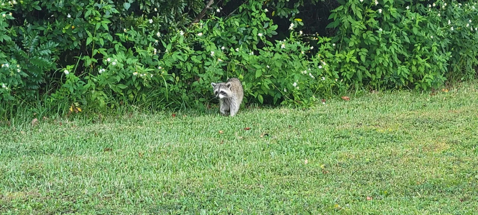 A raccoon crossing a grassy yard in daylight