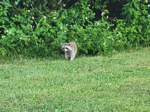 A raccoon crossing a grassy yard in daylight