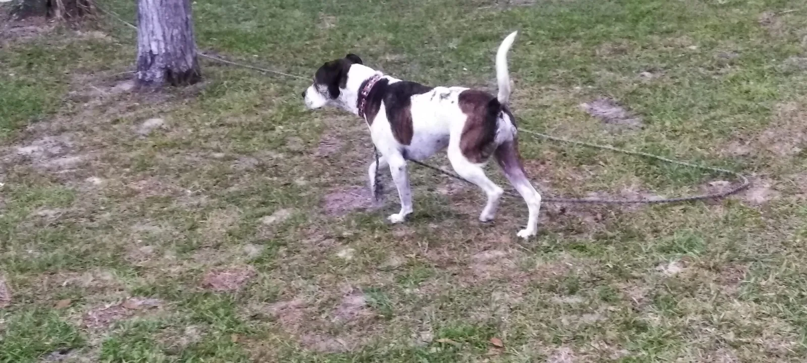 A small dog running across an open mowed field