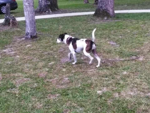 A small dog running across an open mowed field