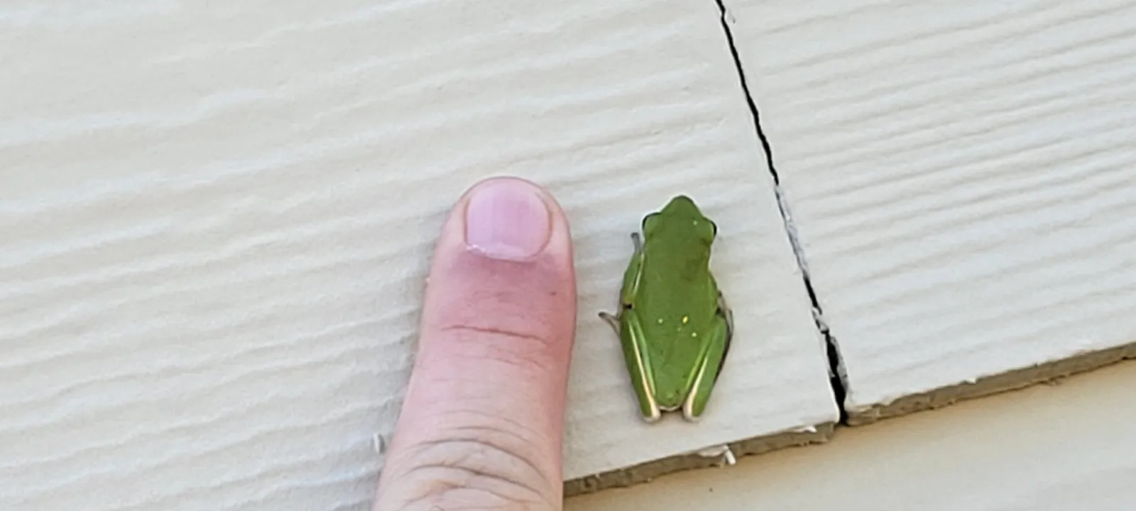 A small green treefrog on white siding beside a fingertip for scale
