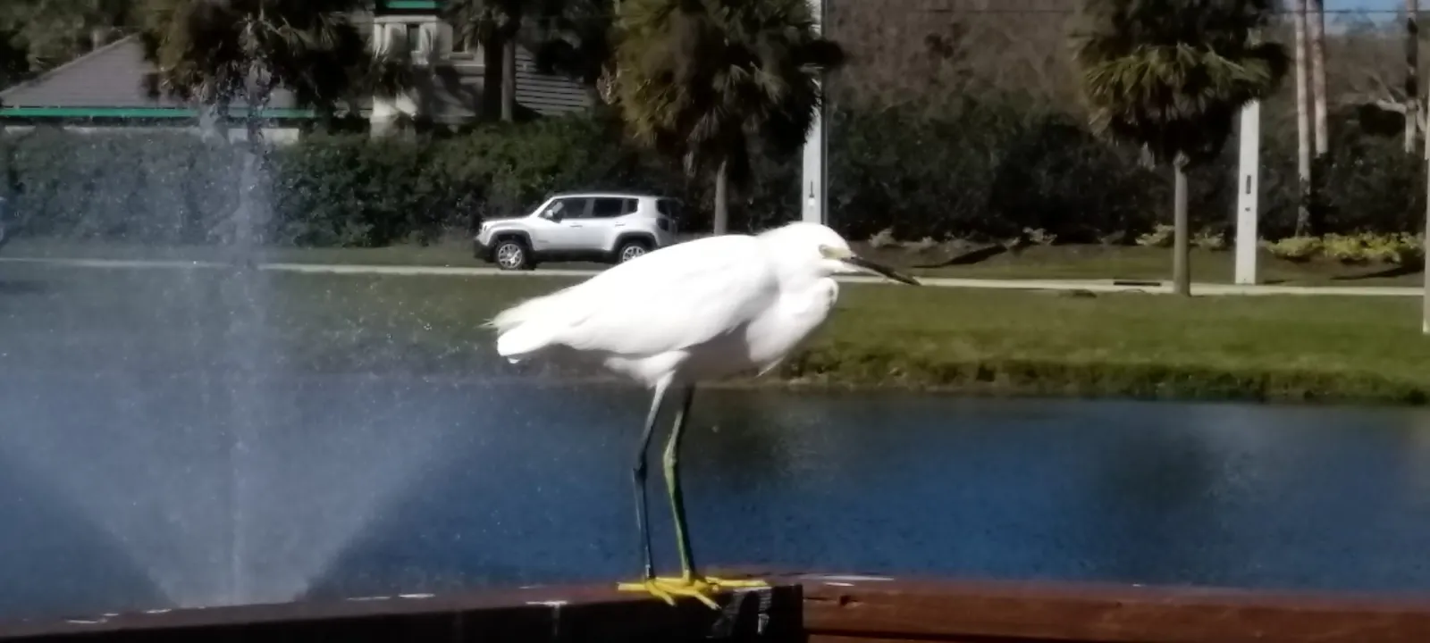 A snowy egret perched on a railing by a pond