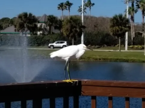 A snowy egret perched on a railing by a pond