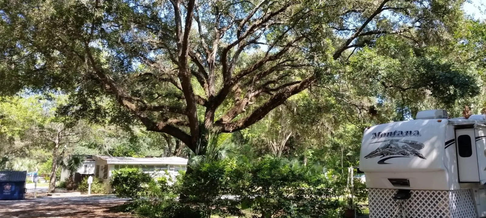 A spreading oak in a sunny park