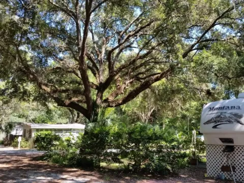 A spreading oak in a sunny park