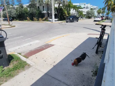 A street in Key West with bikes and low buildings