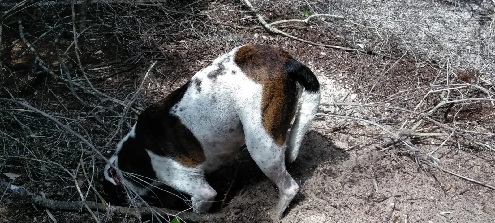 A white and brown dog digging in sandy ground