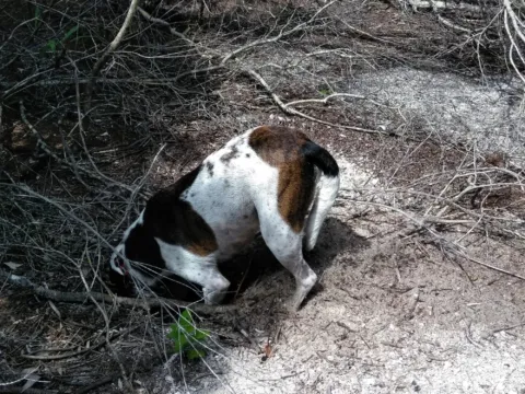 A white and brown dog digging in sandy ground