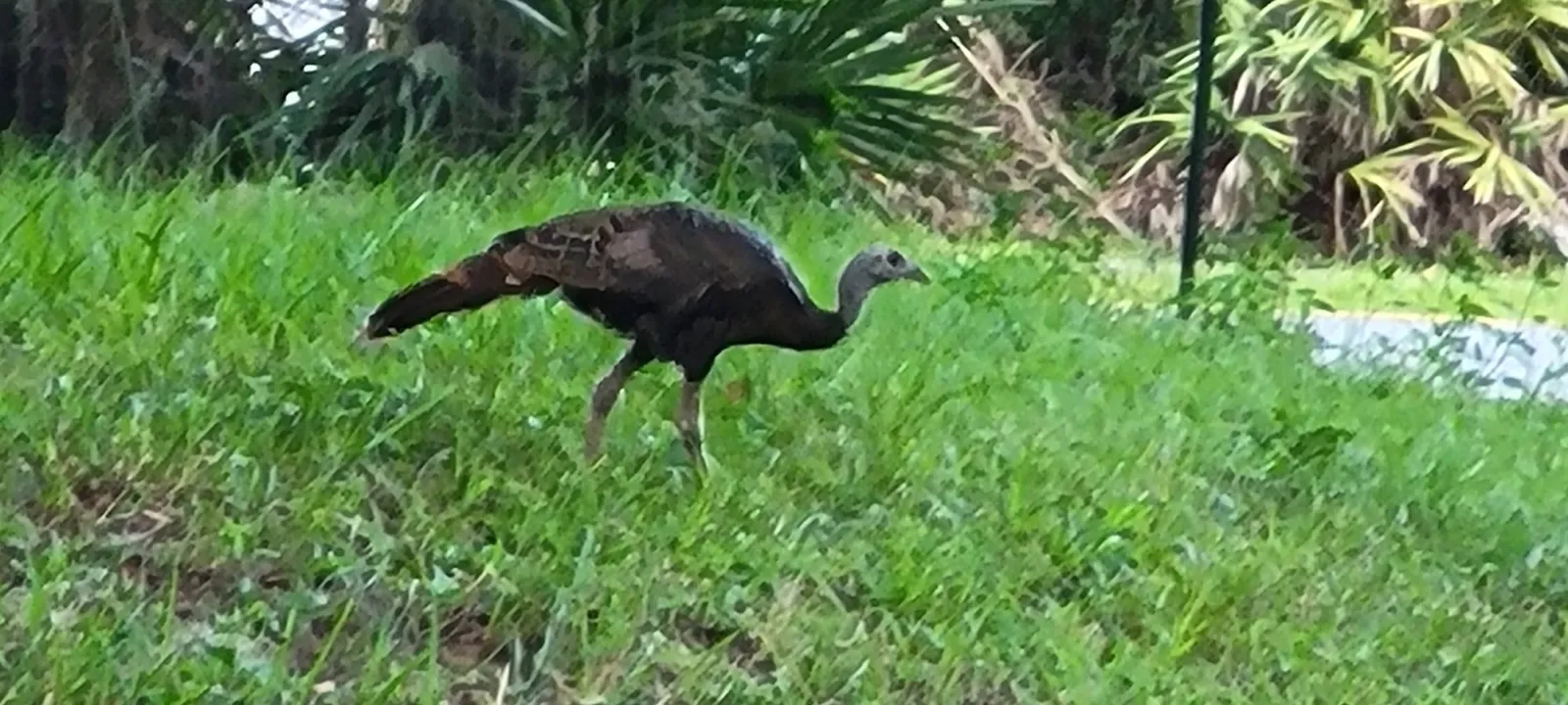 A wild turkey walking through tall grass