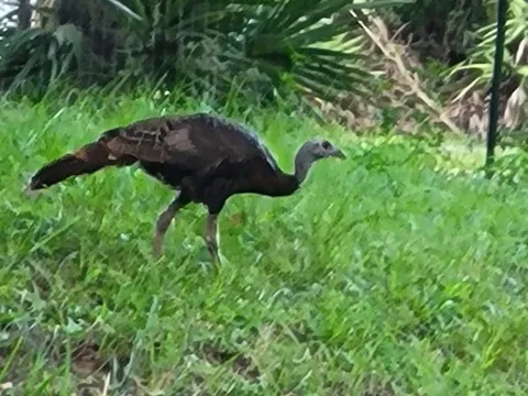 A wild turkey walking through tall grass