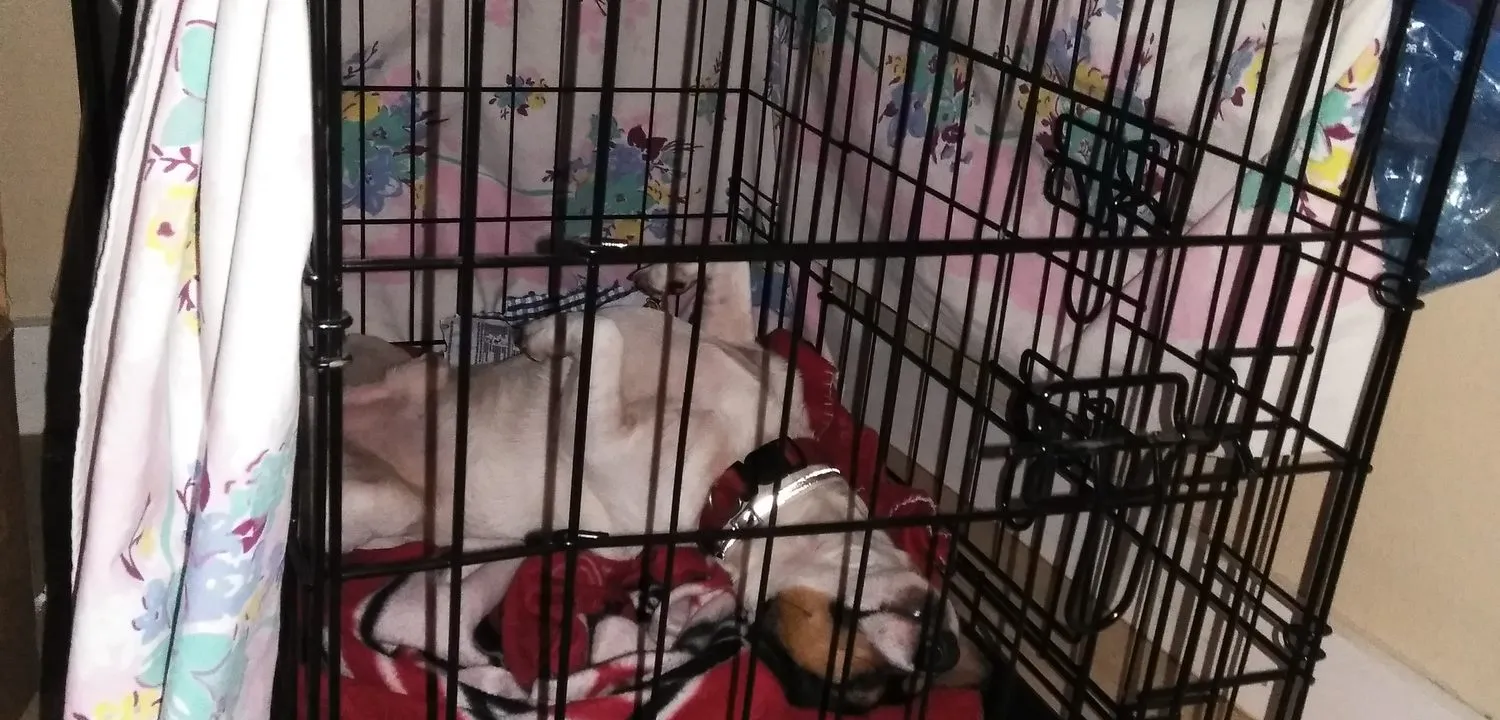 A wire dog crate draped with a blanket