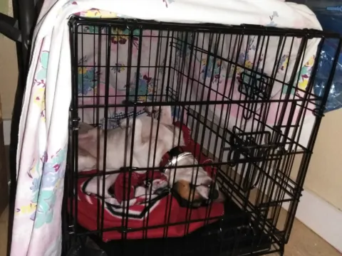 A wire dog crate draped with a blanket