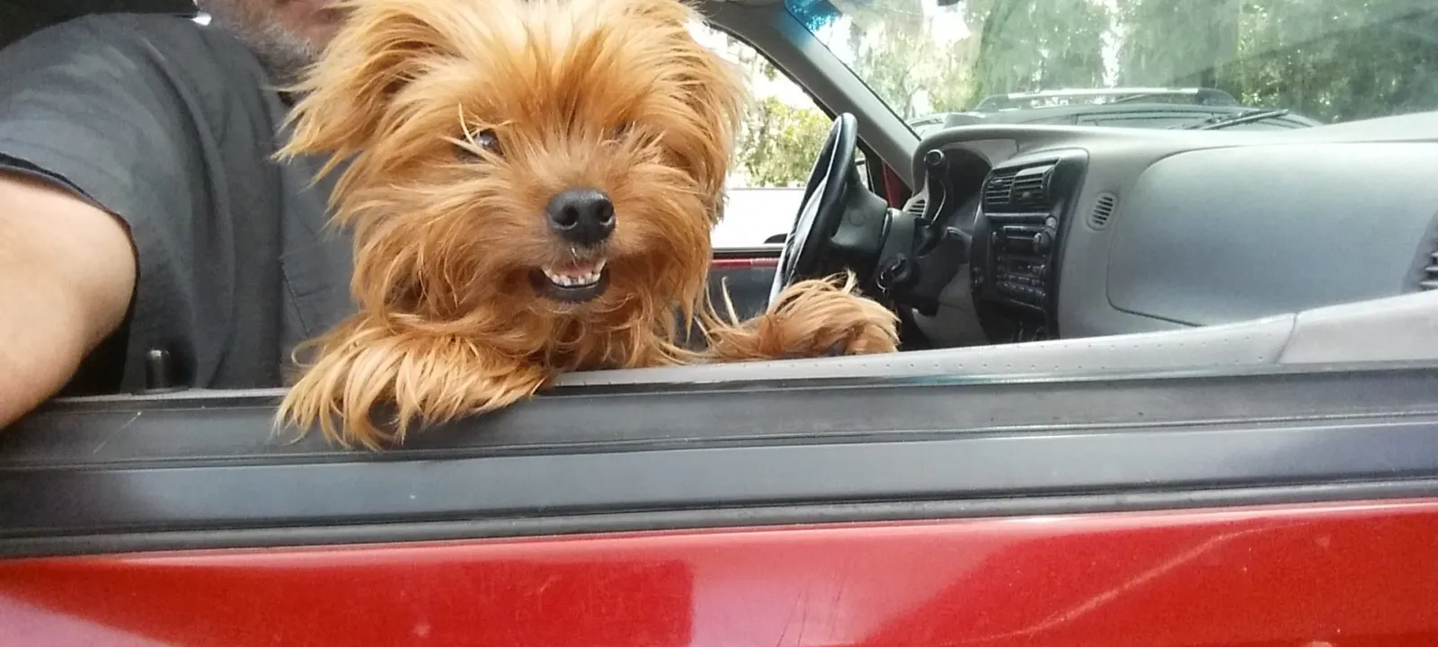 A Yorkshire terrier leaning out of a red car window