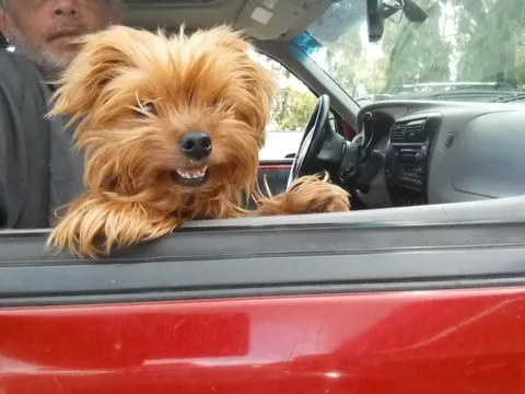 A Yorkshire terrier leaning out of a red car window