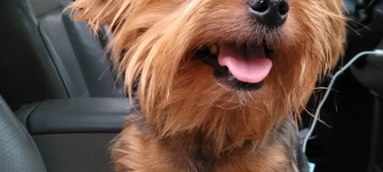 A Yorkshire terrier looking out of a car window
