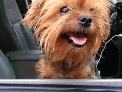 A Yorkshire terrier looking out of a car window