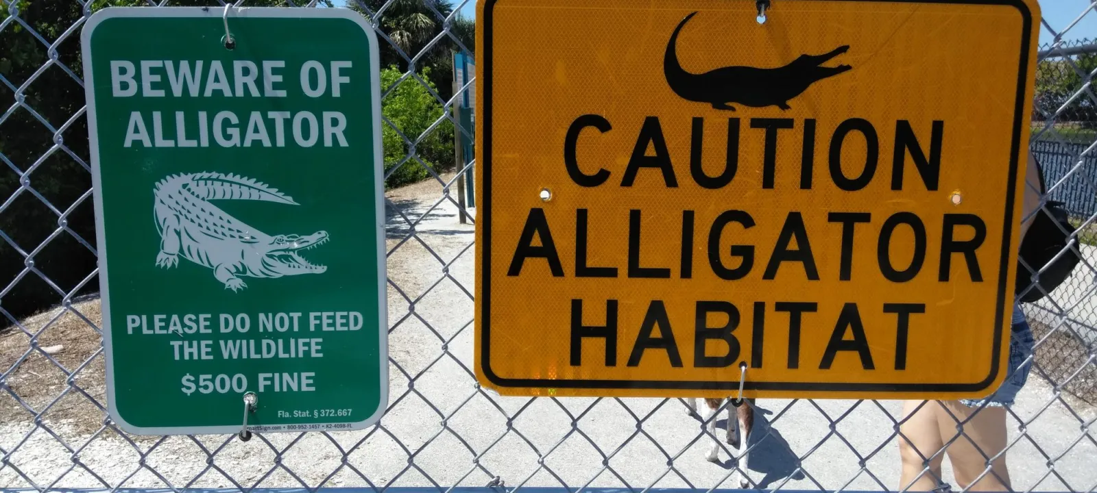 Two posted signs on a chain link fence reading BEWARE OF ALLIGATOR, please do not feed the wildlife, 500 dollar fine, and CAUTION ALLIGATOR HABITAT, with a leashed dog walking past behind the fence.