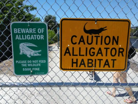 Two posted signs on a chain link fence reading BEWARE OF ALLIGATOR, please do not feed the wildlife, 500 dollar fine, and CAUTION ALLIGATOR HABITAT, with a leashed dog walking past behind the fence.