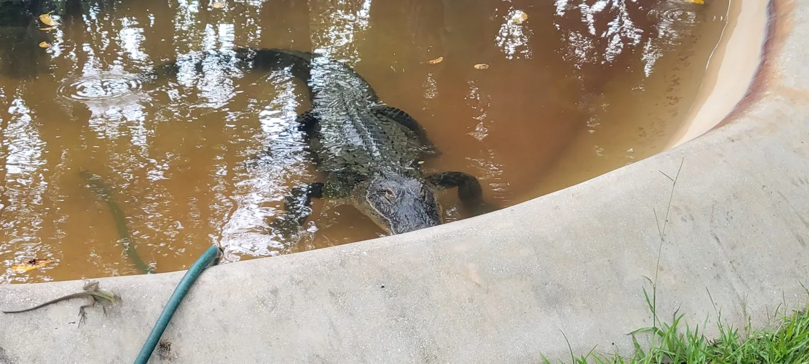An alligator at the edge of a canal in the Everglades