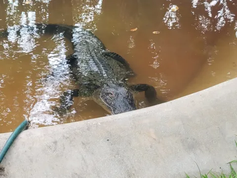 An alligator at the edge of a canal in the Everglades
