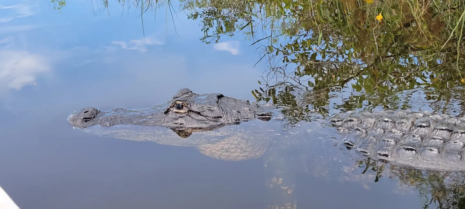 An American alligator in a canal in the Everglades