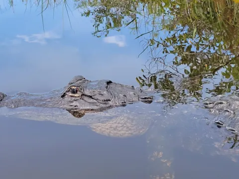An American alligator in a canal in the Everglades