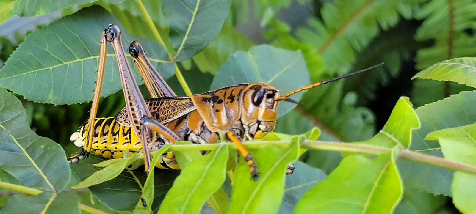 An eastern lubber grasshopper on green leaves
