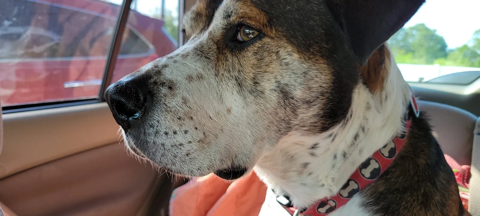 An older dog with a gray muzzle looking to the side
