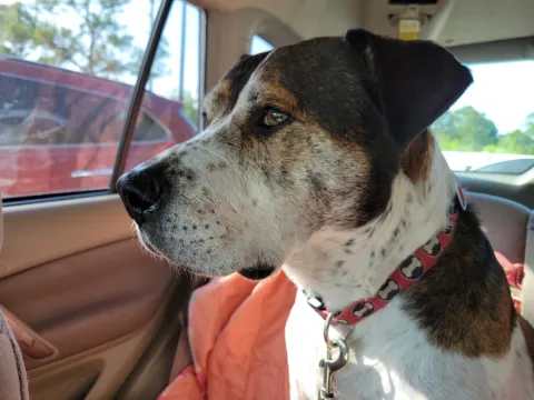 An older dog with a gray muzzle looking to the side