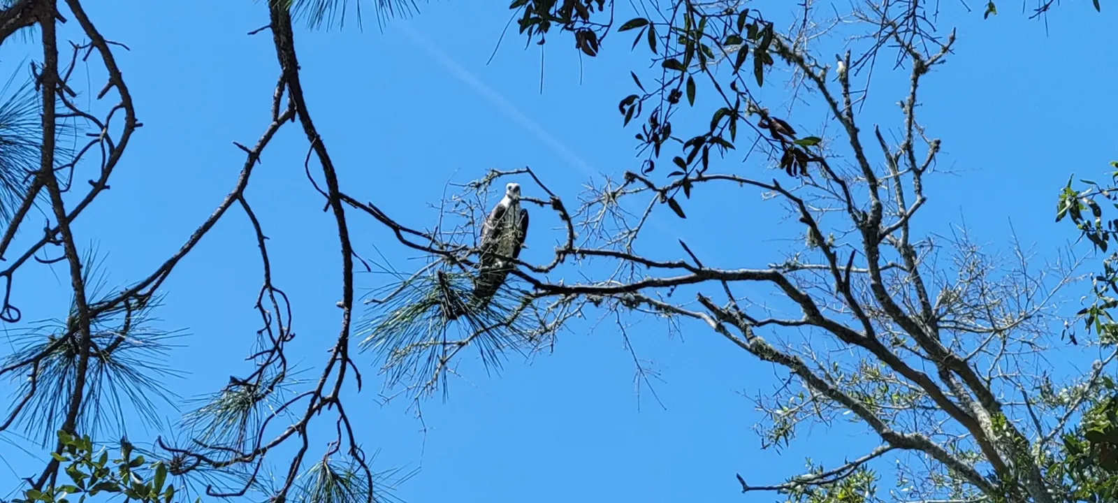 An osprey perched in a pine against a blue sky