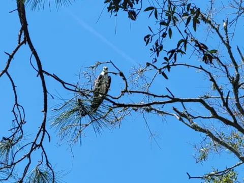 An osprey perched in a pine against a blue sky