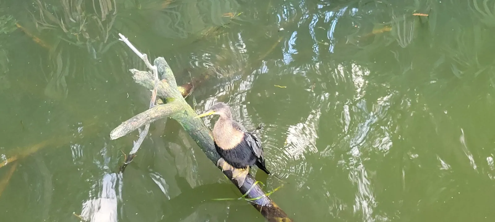 A female anhinga with a buff neck and dark body perched on a partly submerged branch over green lake water.