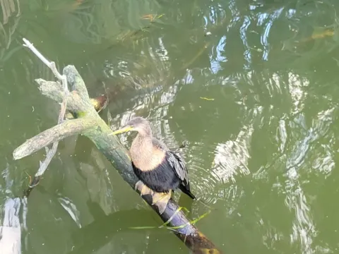 A female anhinga with a buff neck and dark body perched on a partly submerged branch over green lake water.