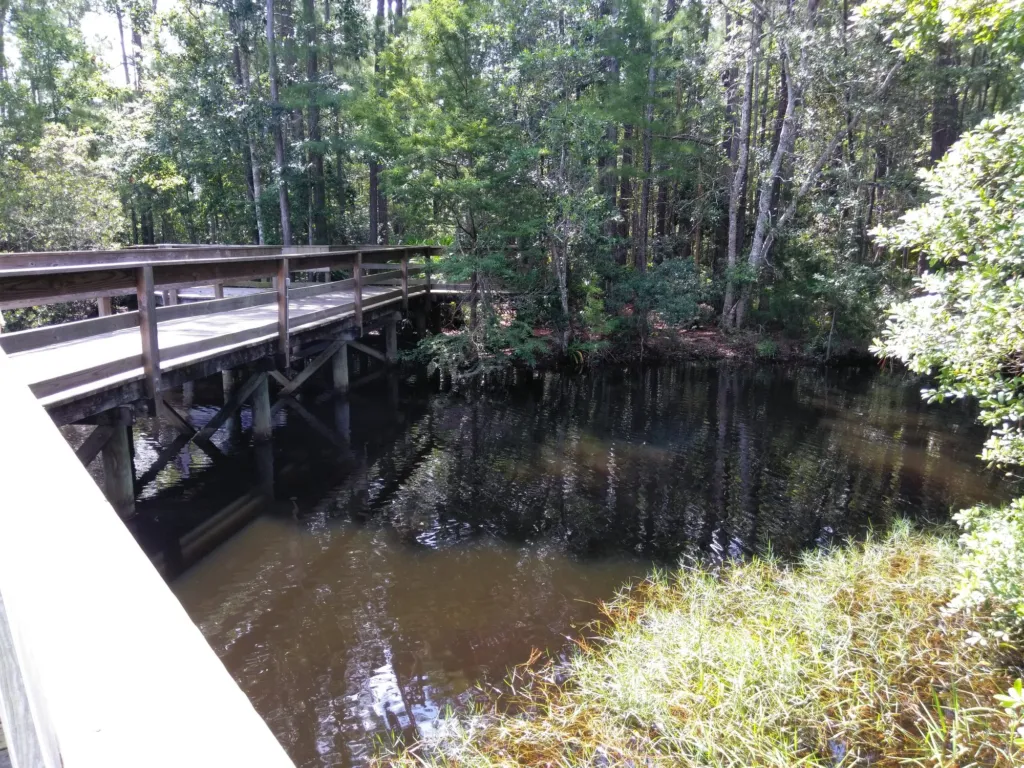 A wooden boardwalk running through a shady swamp.