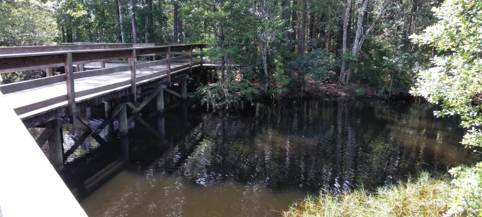 A wooden boardwalk running through a shady swamp.