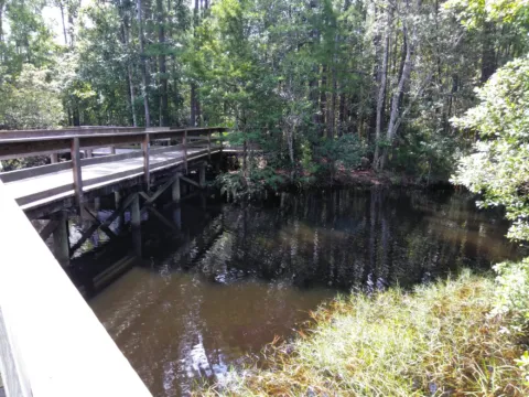 A wooden boardwalk running through a shady swamp.