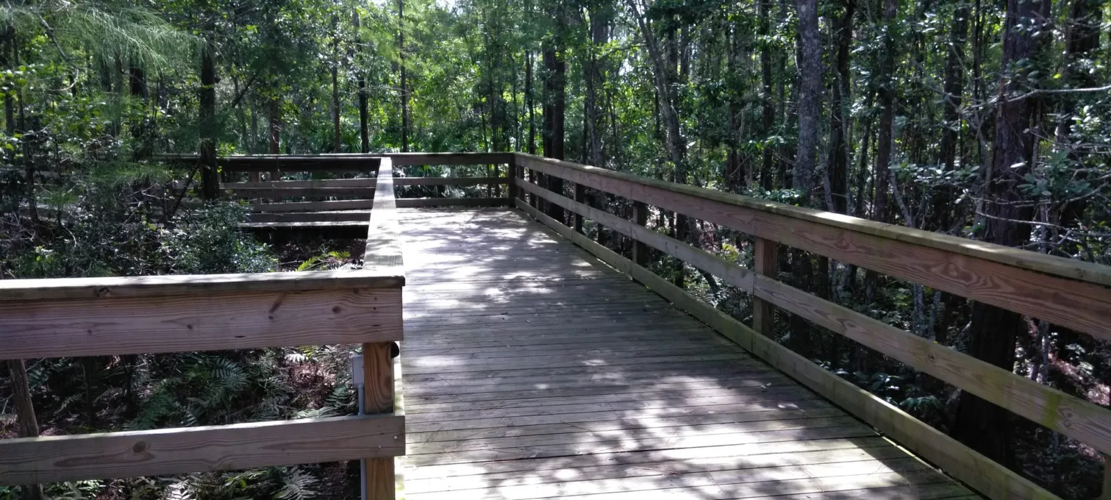 A boardwalk winding through dense wetland trees.