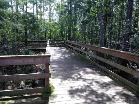 A boardwalk winding through dense wetland trees.