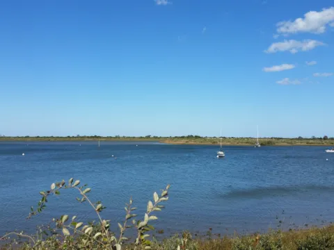 Calm blue water beside a grassy shoreline on a clear day.