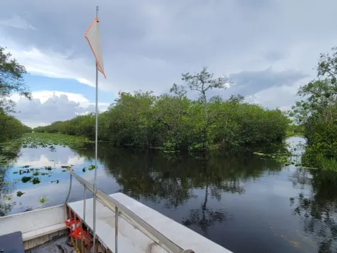 Canal and mangrove edge in the Everglades