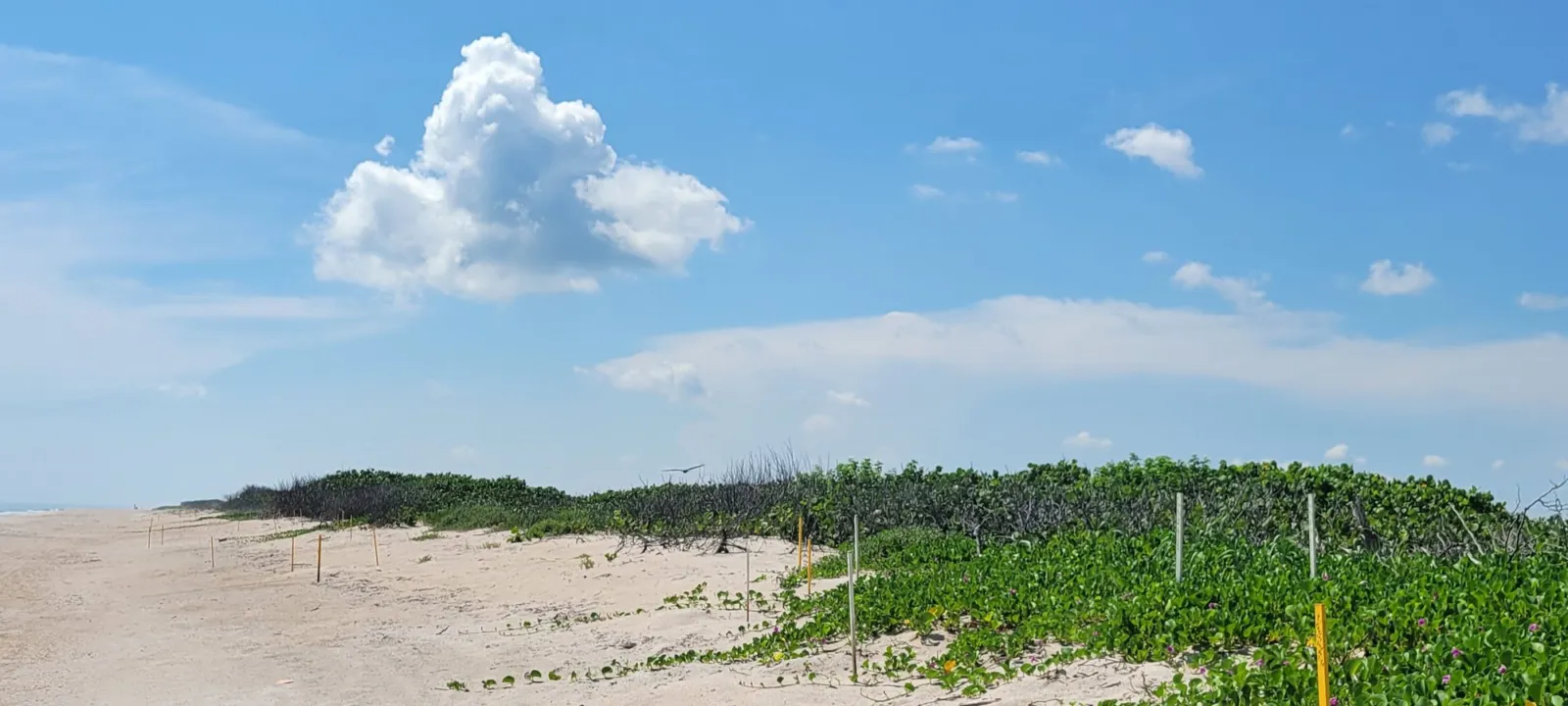 A sand track through low dunes covered in sea grape and railroad vine, leading to an empty beach under a blue sky.
