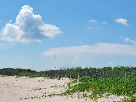 A sand track through low dunes covered in sea grape and railroad vine, leading to an empty beach under a blue sky.